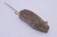Formosan Field Mouse Collection Image, Figure 3, Total 18 Figures